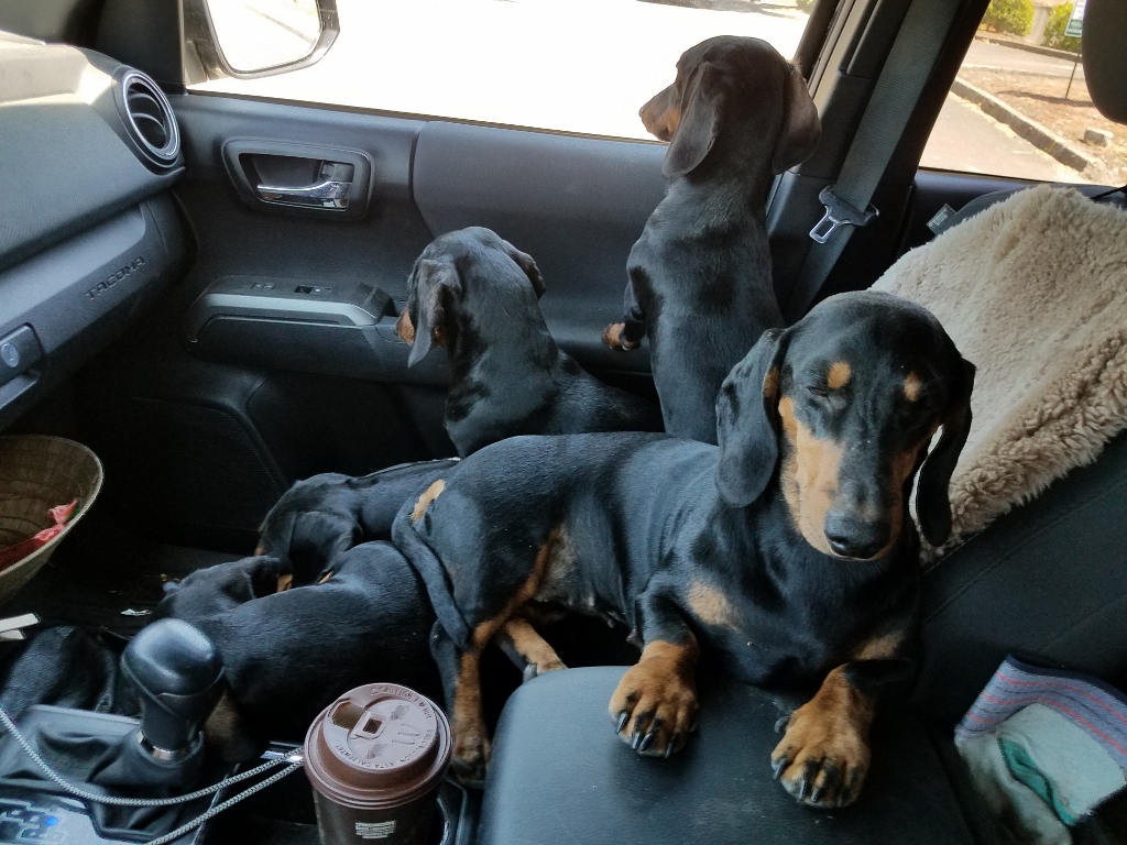 Standard dachshund breeders near 2024 me